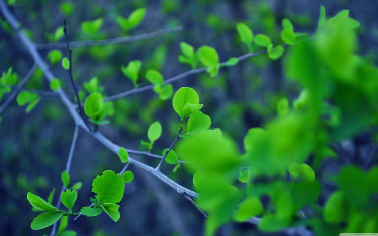 trees, Leaves, Branch HD Wallpaper Desktop Background