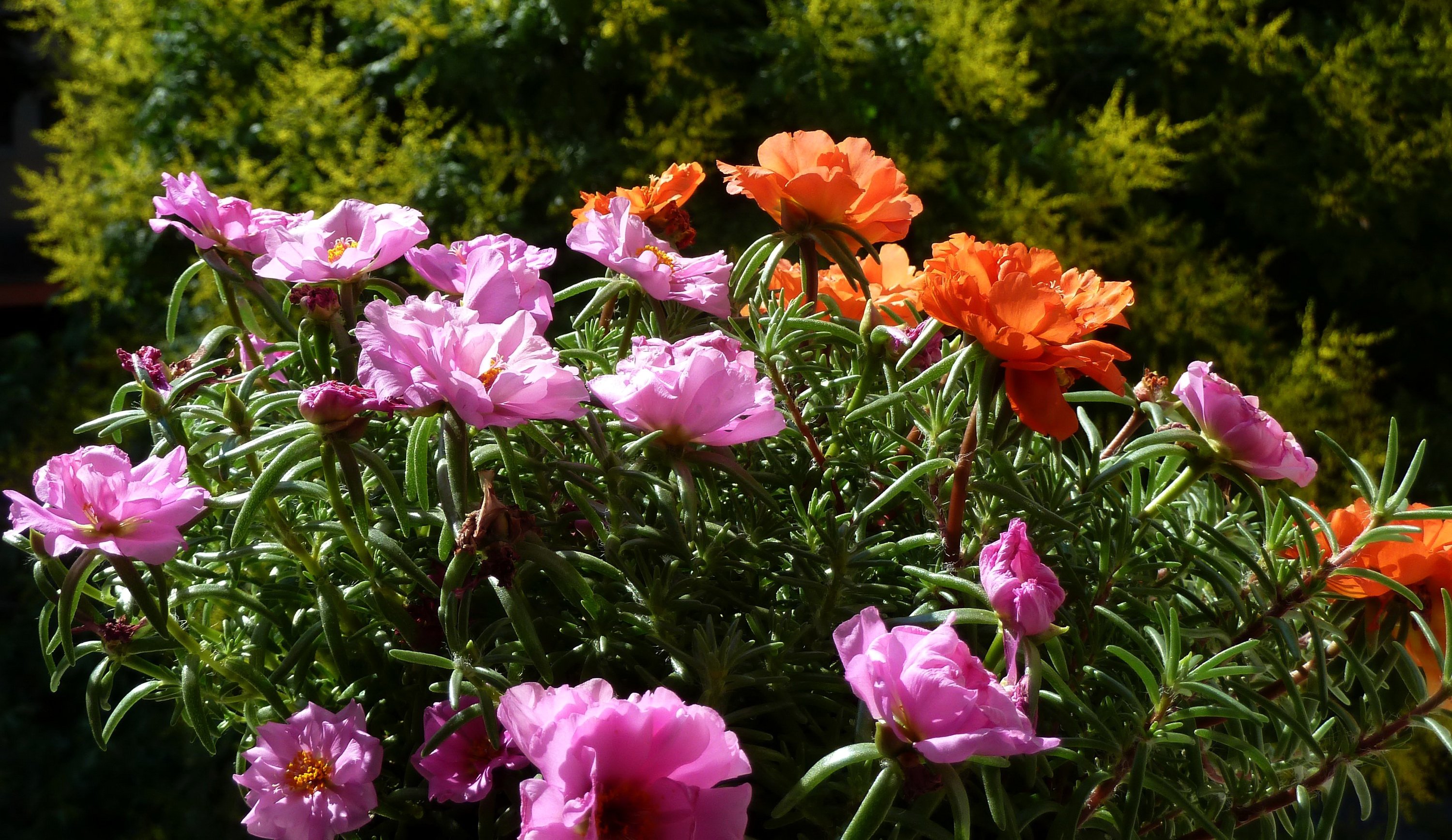 lowering, Trees, Branches, Pink, Color, Flowers Wallpaper