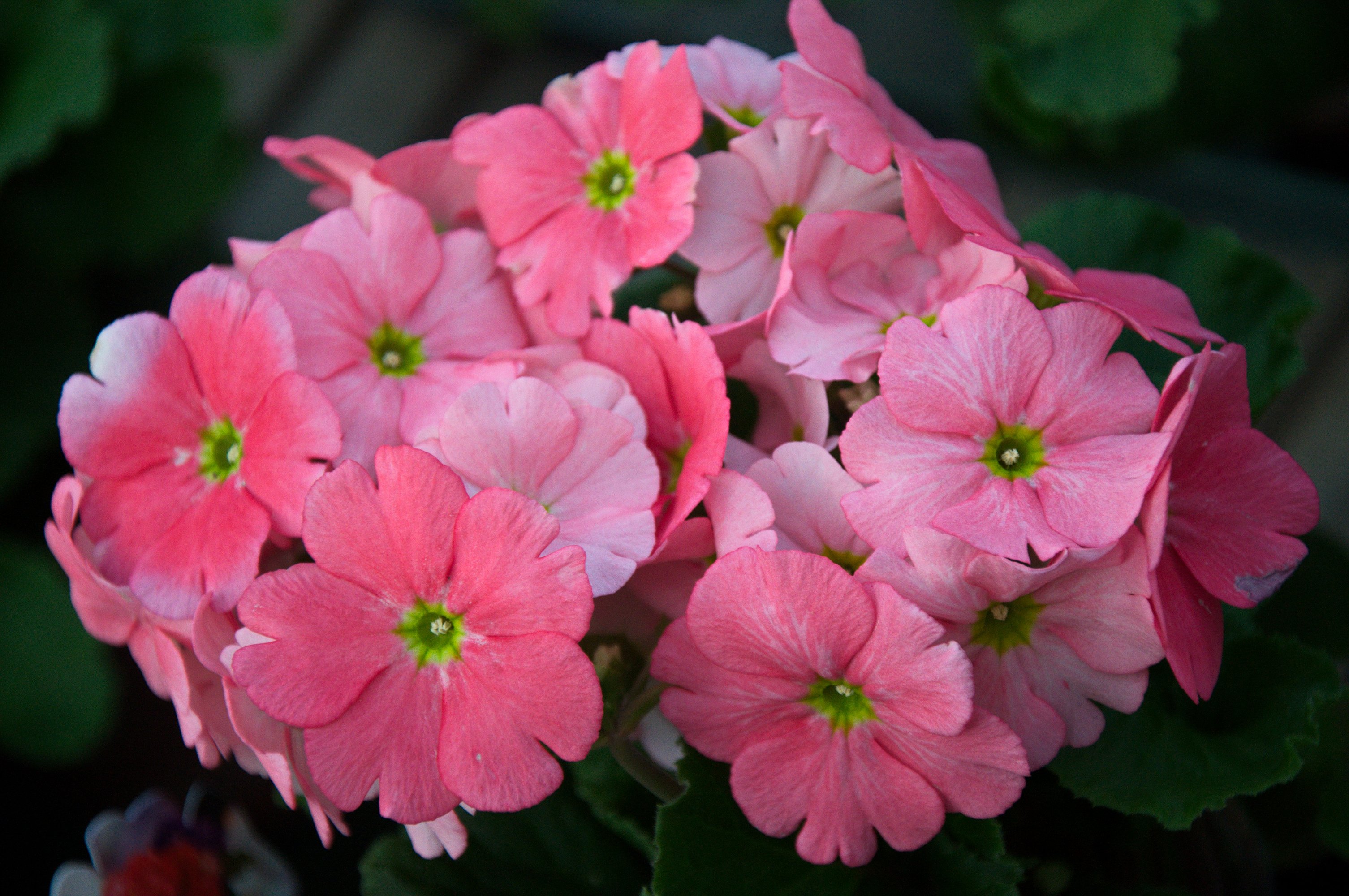 lowering, Trees, Branches, Pink, Color, Flowers Wallpaper