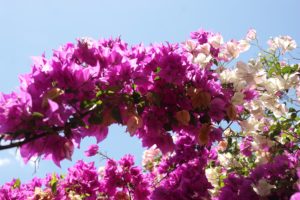 lowering, Trees, Branches, Pink, Color, Flowers