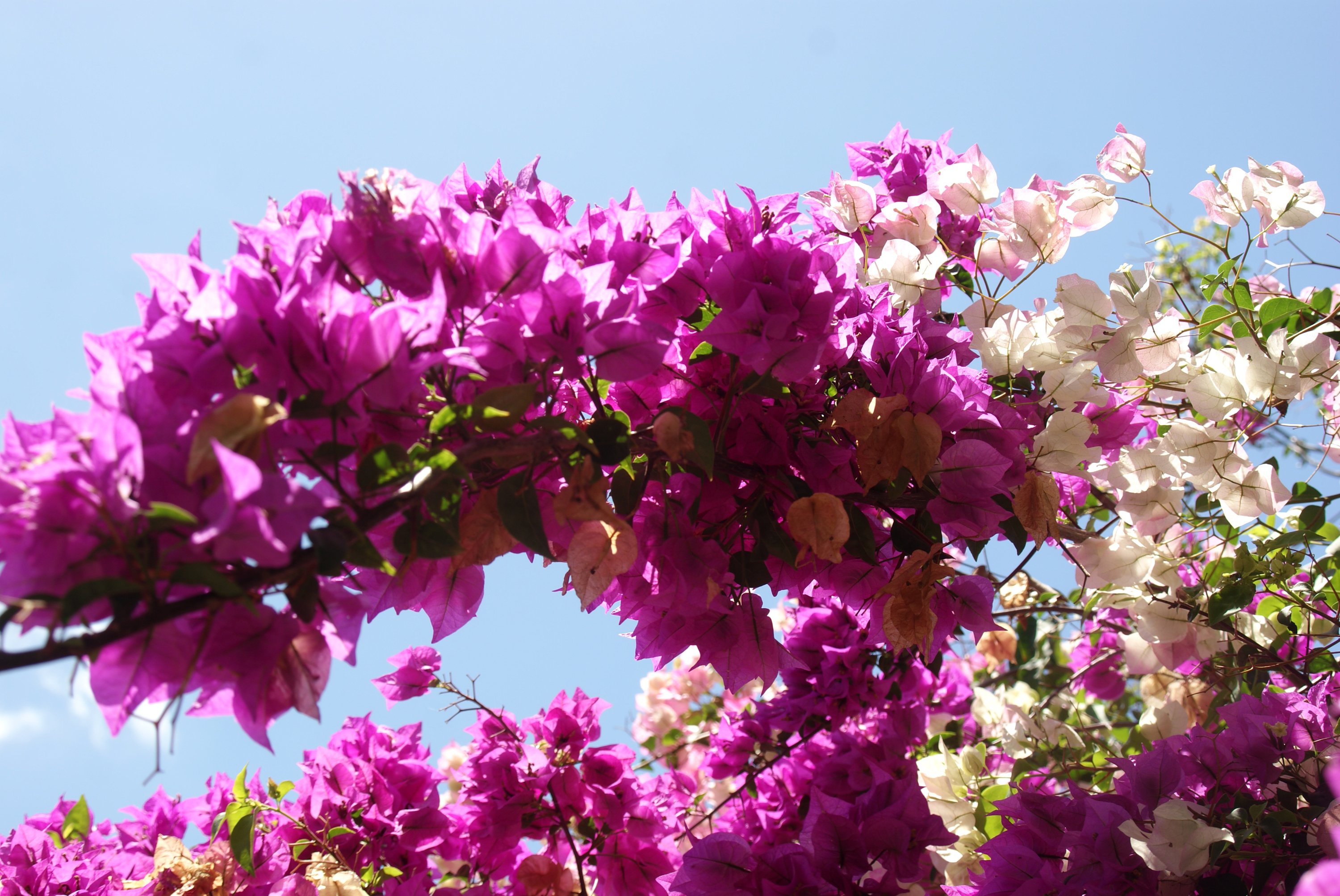 lowering, Trees, Branches, Pink, Color, Flowers Wallpaper