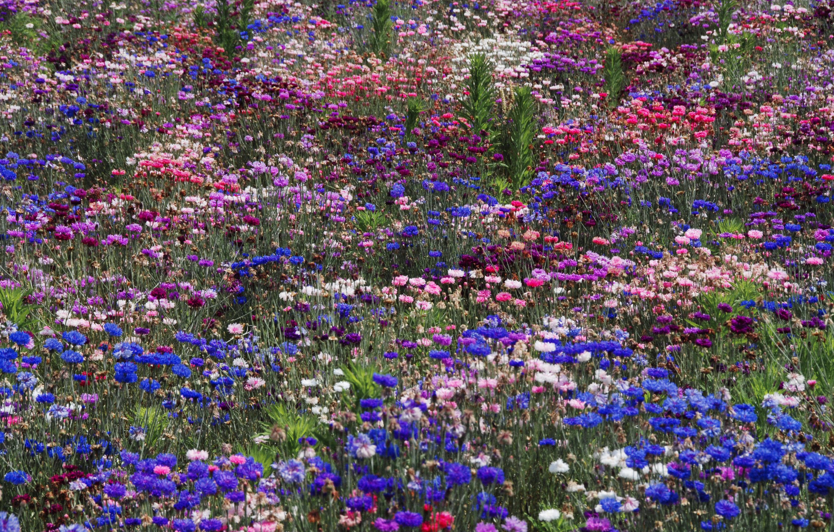 lowering, Trees, Branches, Pink, Color, Flowers Wallpaper