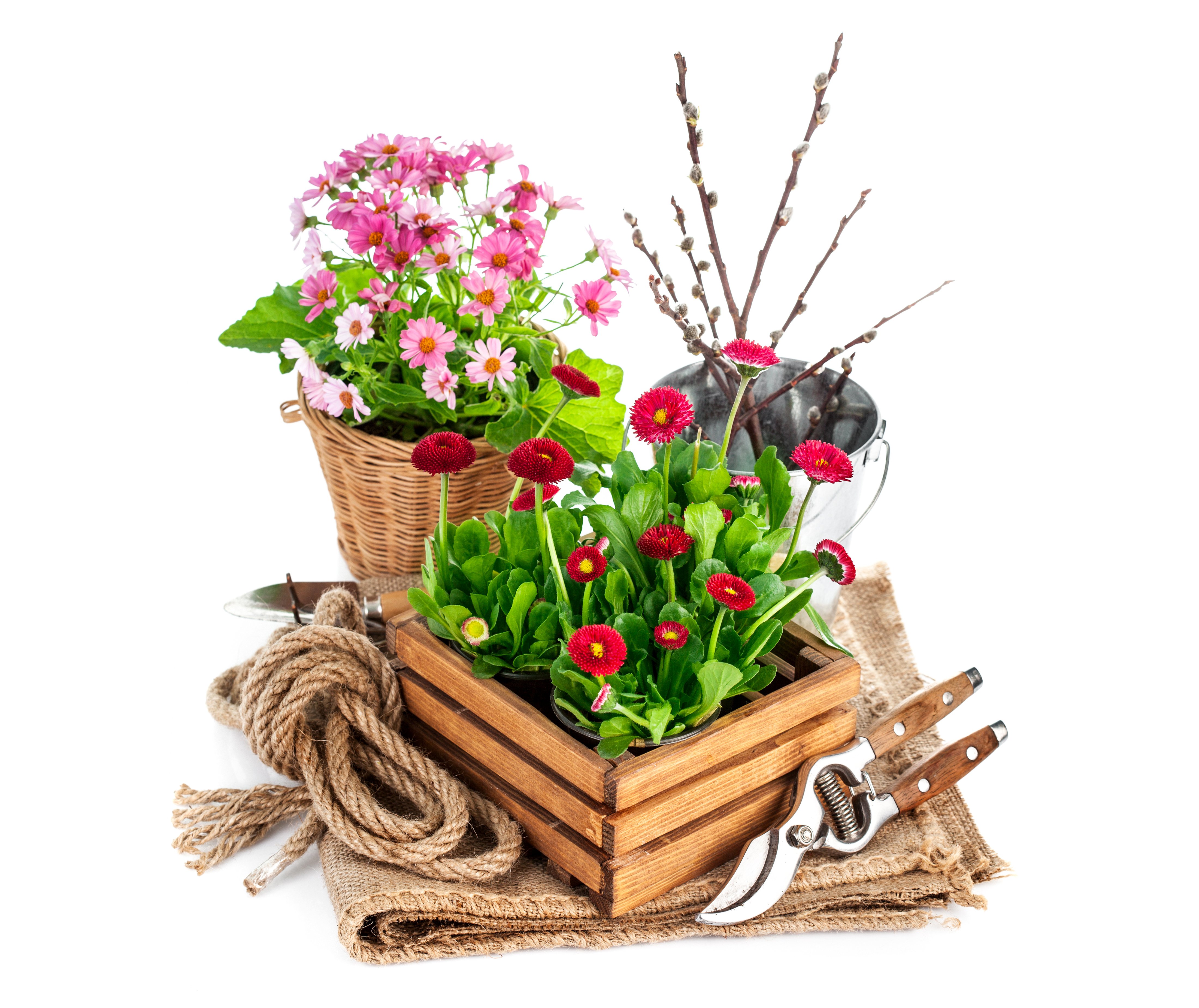 lowering, Trees, Branches, Pink, Color, Flowers Wallpaper