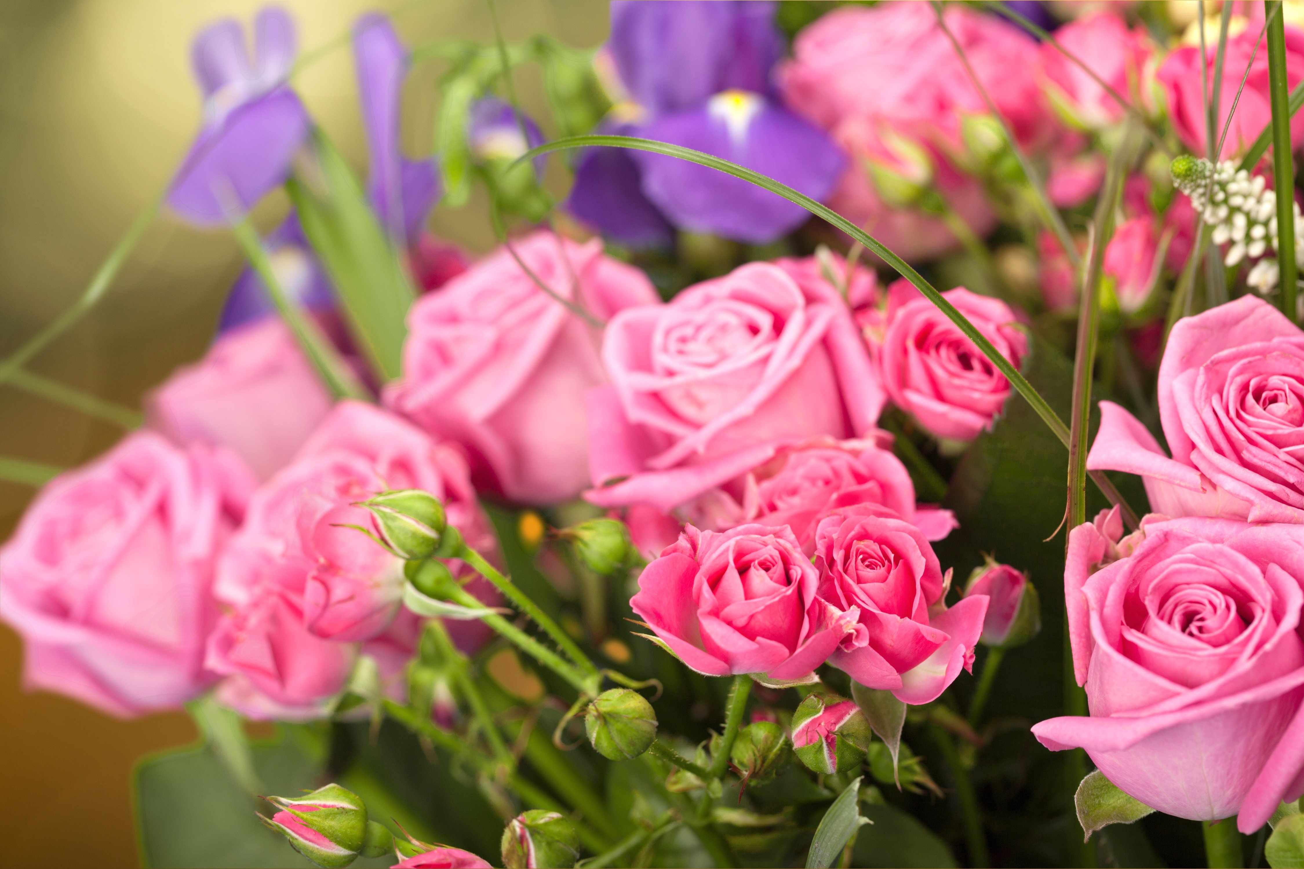 lowering, Trees, Branches, Pink, Color, Flowers Wallpaper