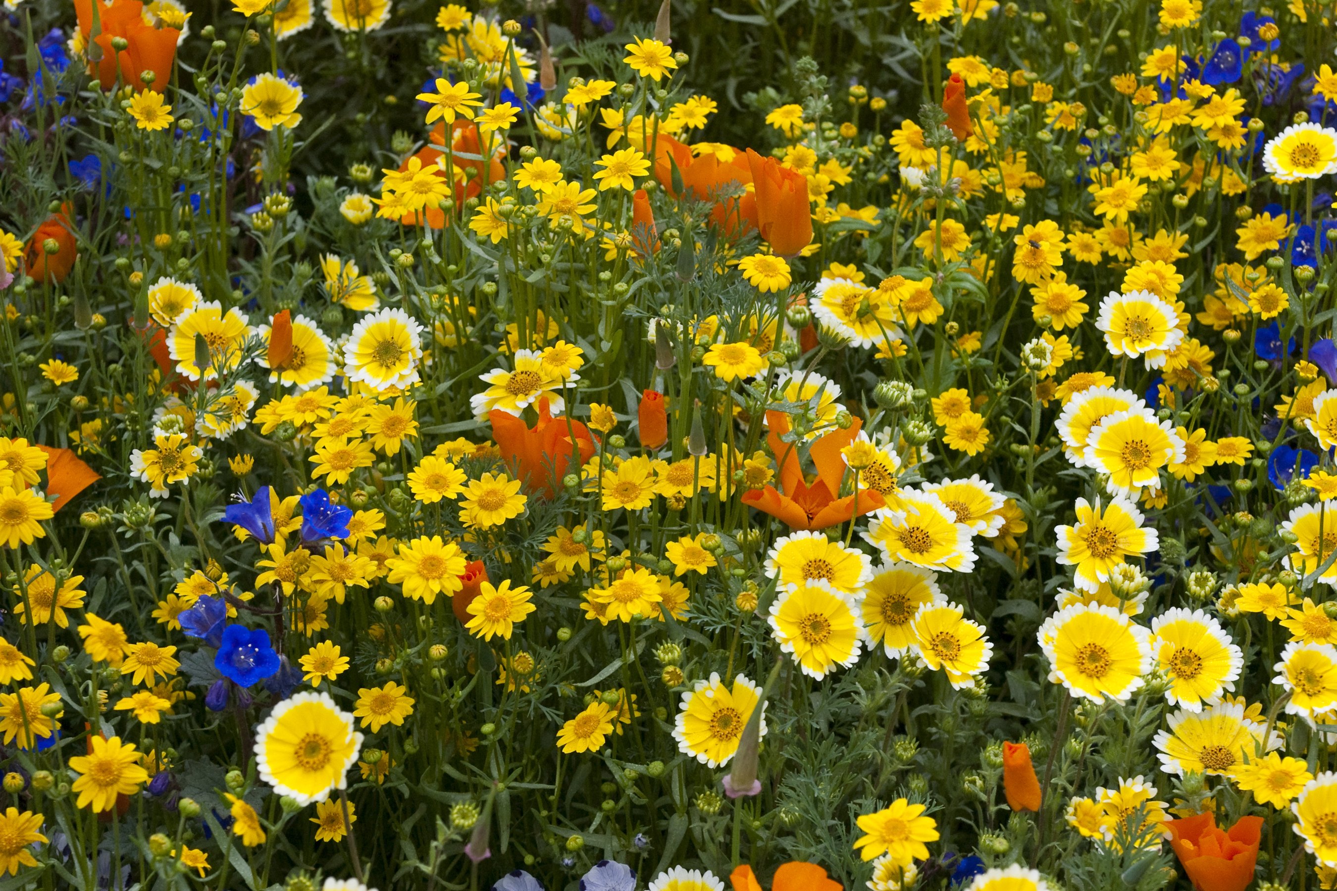 lowering, Trees, Branches, Pink, Color, Flowers Wallpaper