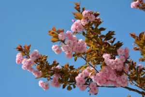 lowering, Trees, Branches, Pink, Color, Flowers