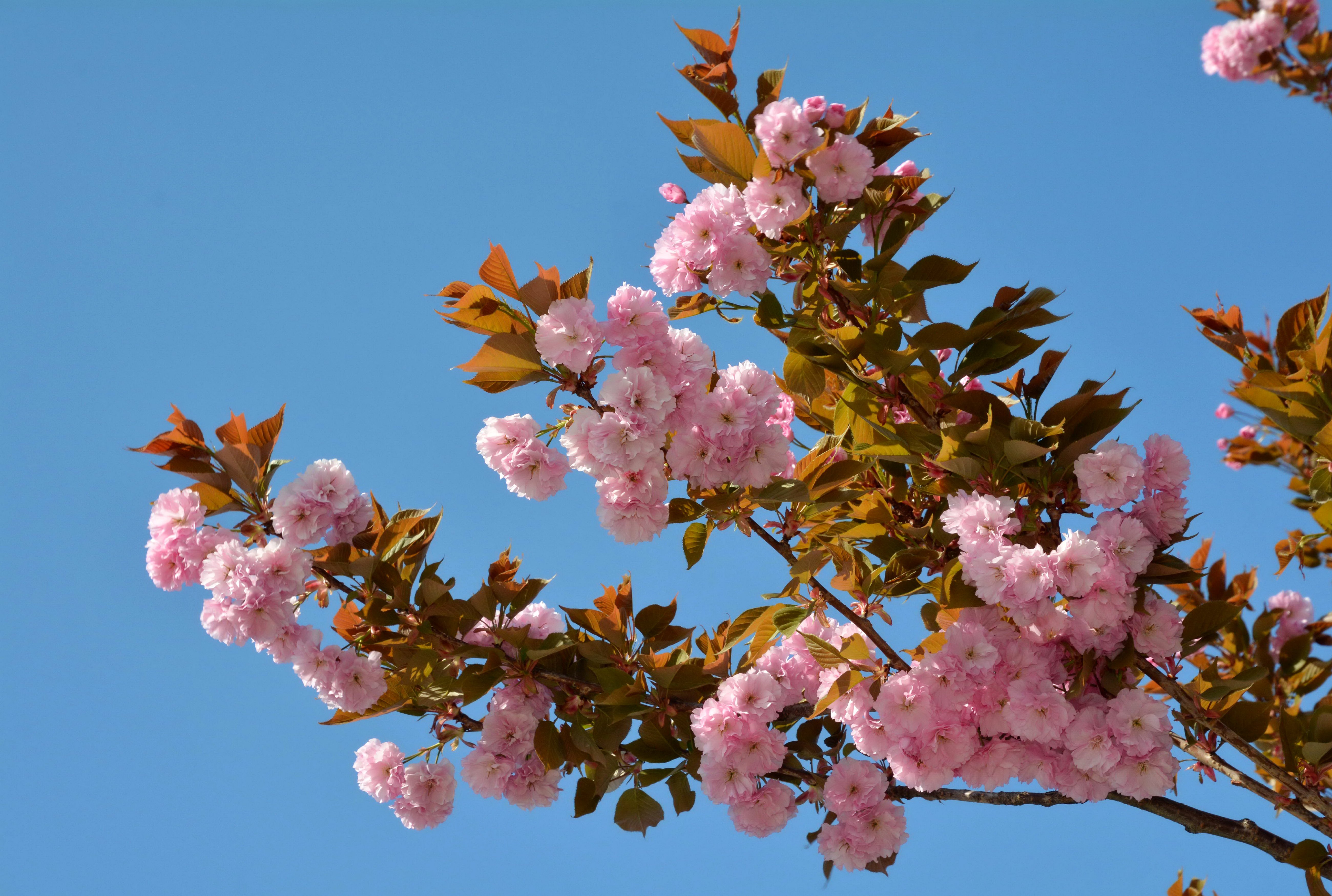 lowering, Trees, Branches, Pink, Color, Flowers Wallpaper
