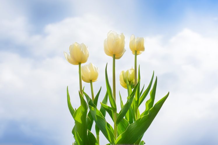 till life, Daffodils, Apples, Easter, Vase, Book, Eggs, Colored, Background, Flowers HD Wallpaper Desktop Background
