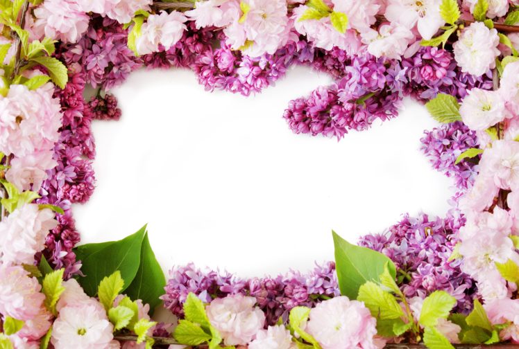 eranium, Closeup, Flowers HD Wallpaper Desktop Background