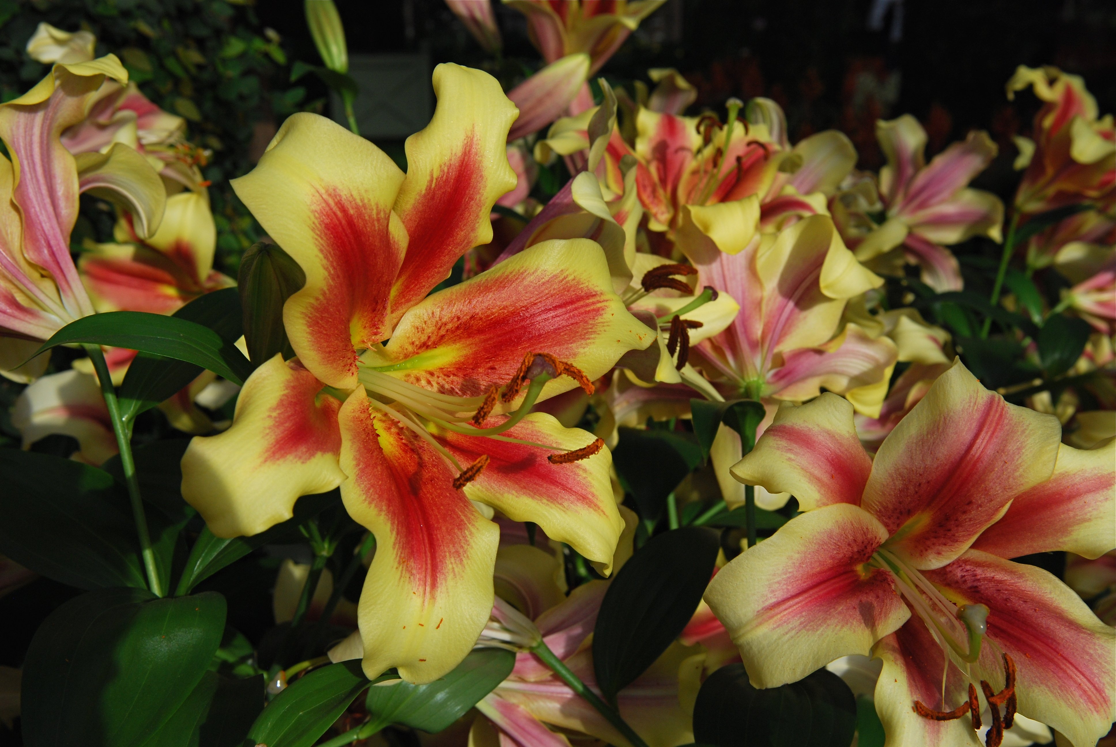 eranium, Closeup, Flowers Wallpaper