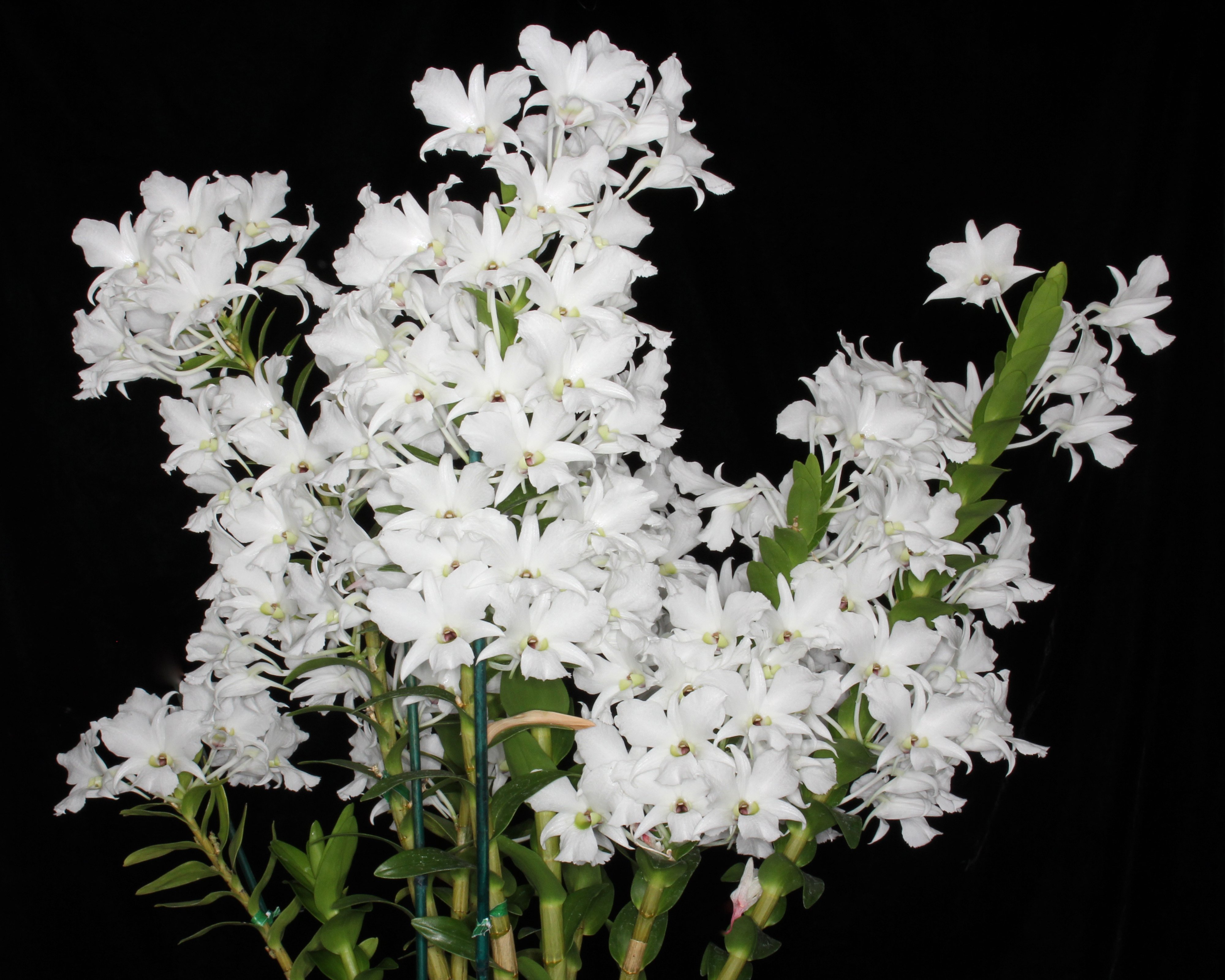 eranium, Closeup, Flowers Wallpaper