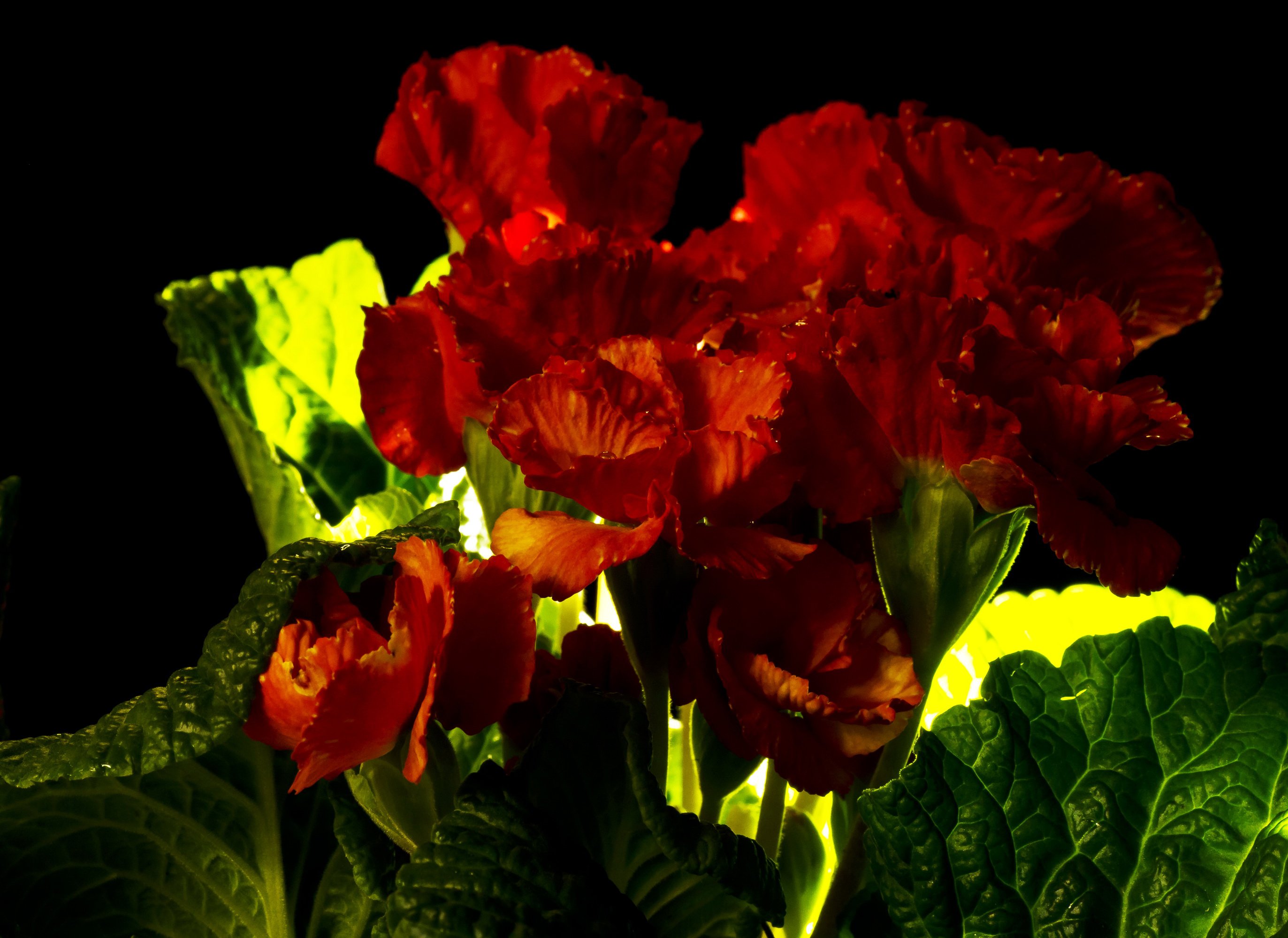 eranium, Closeup, Flowers Wallpaper