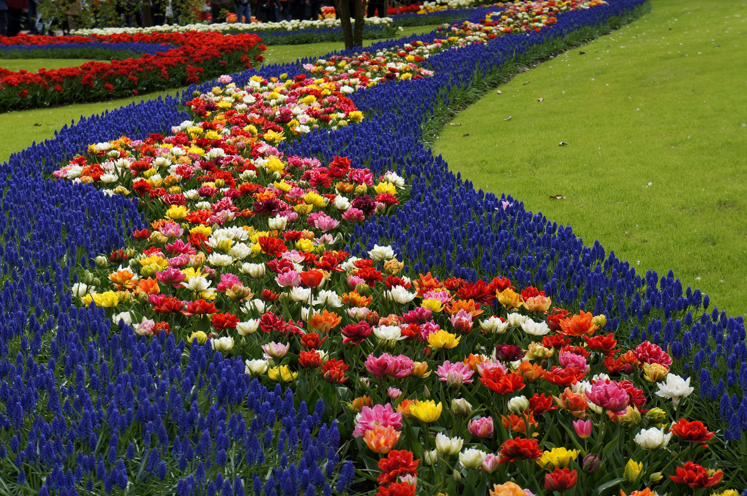 eranium, Closeup, Flowers Wallpaper