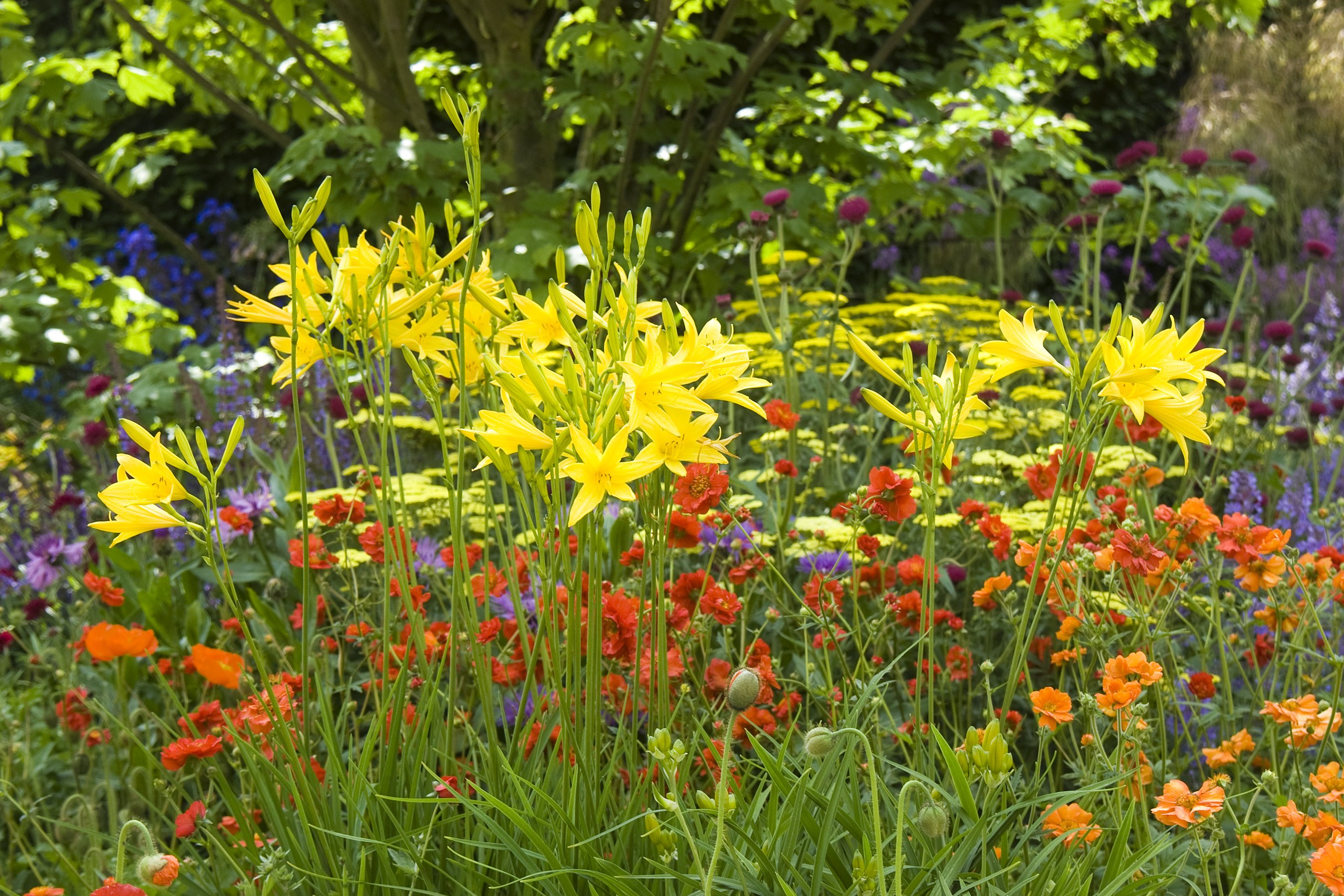 eranium, Closeup, Flowers Wallpaper
