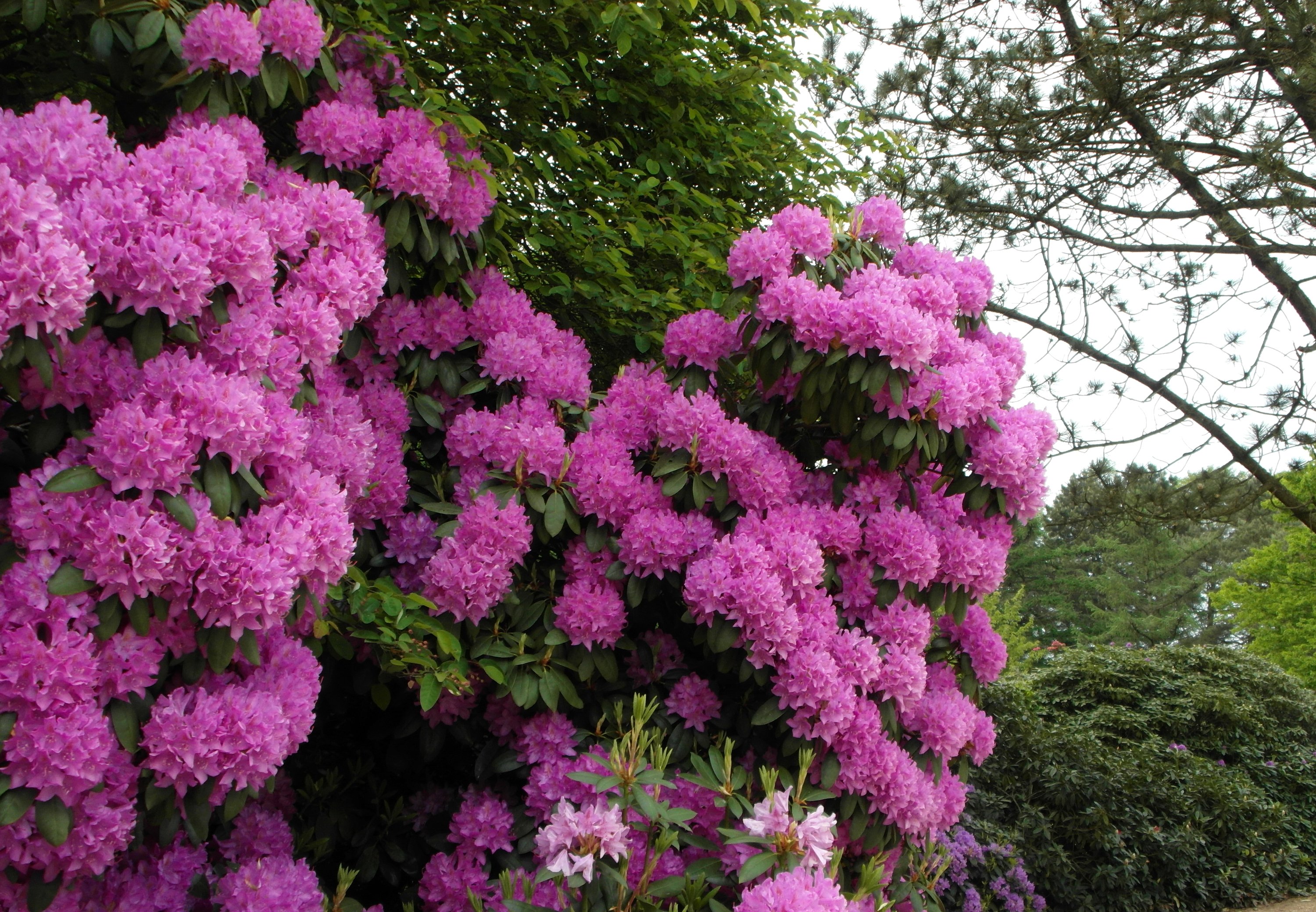 eranium, Closeup, Flowers Wallpaper