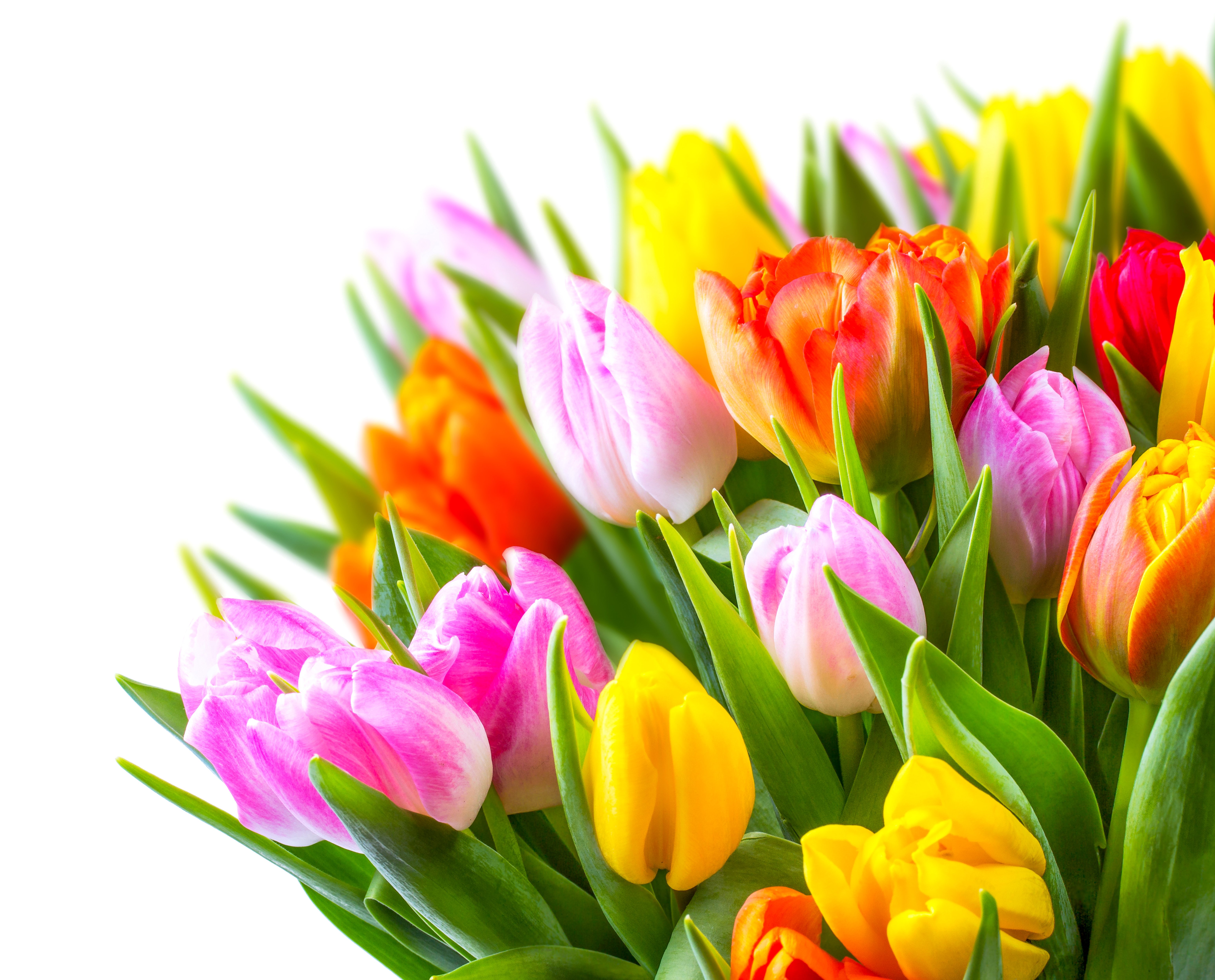 eranium, Closeup, Flowers Wallpaper