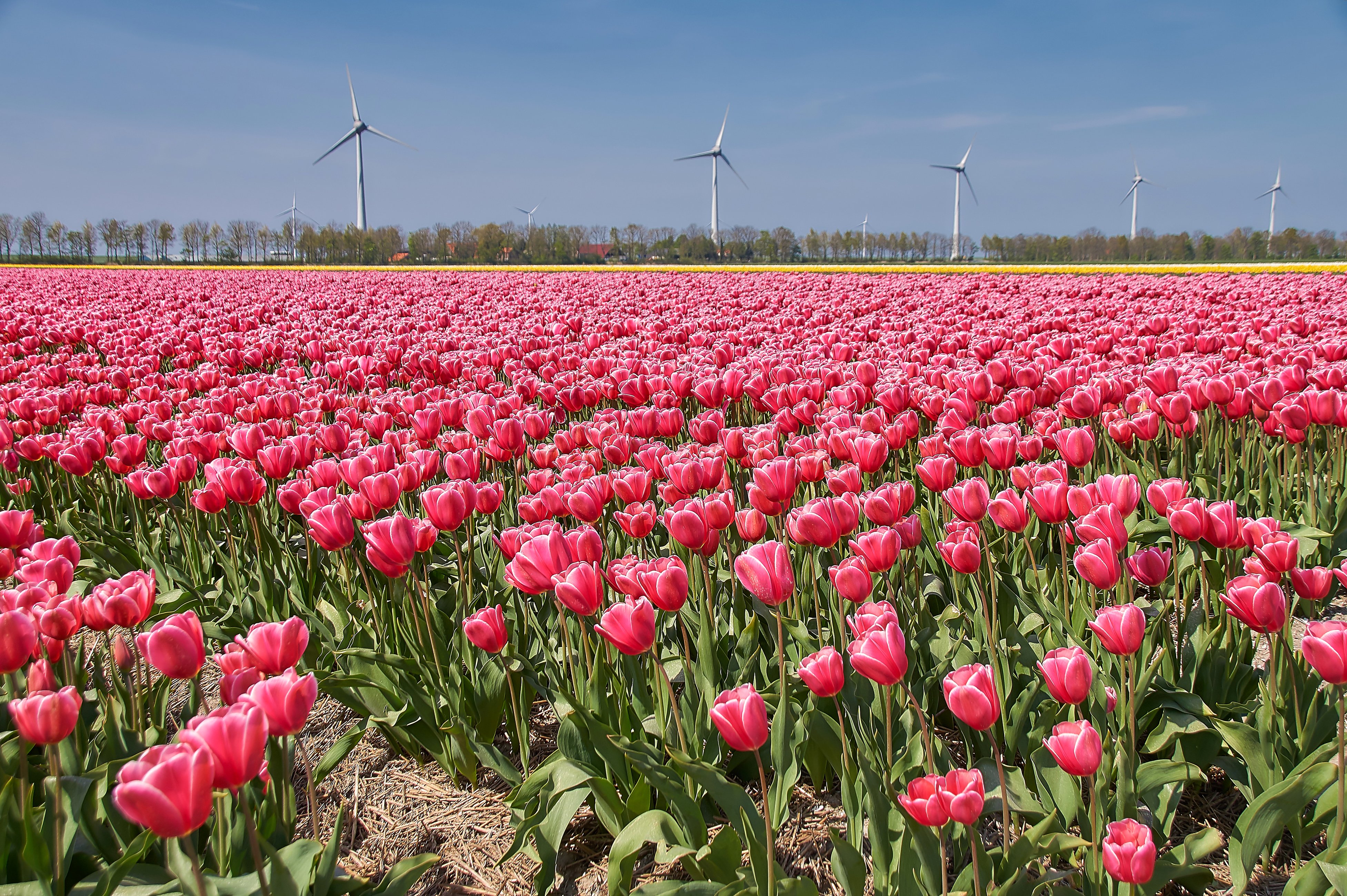 eranium, Closeup, Flowers Wallpaper