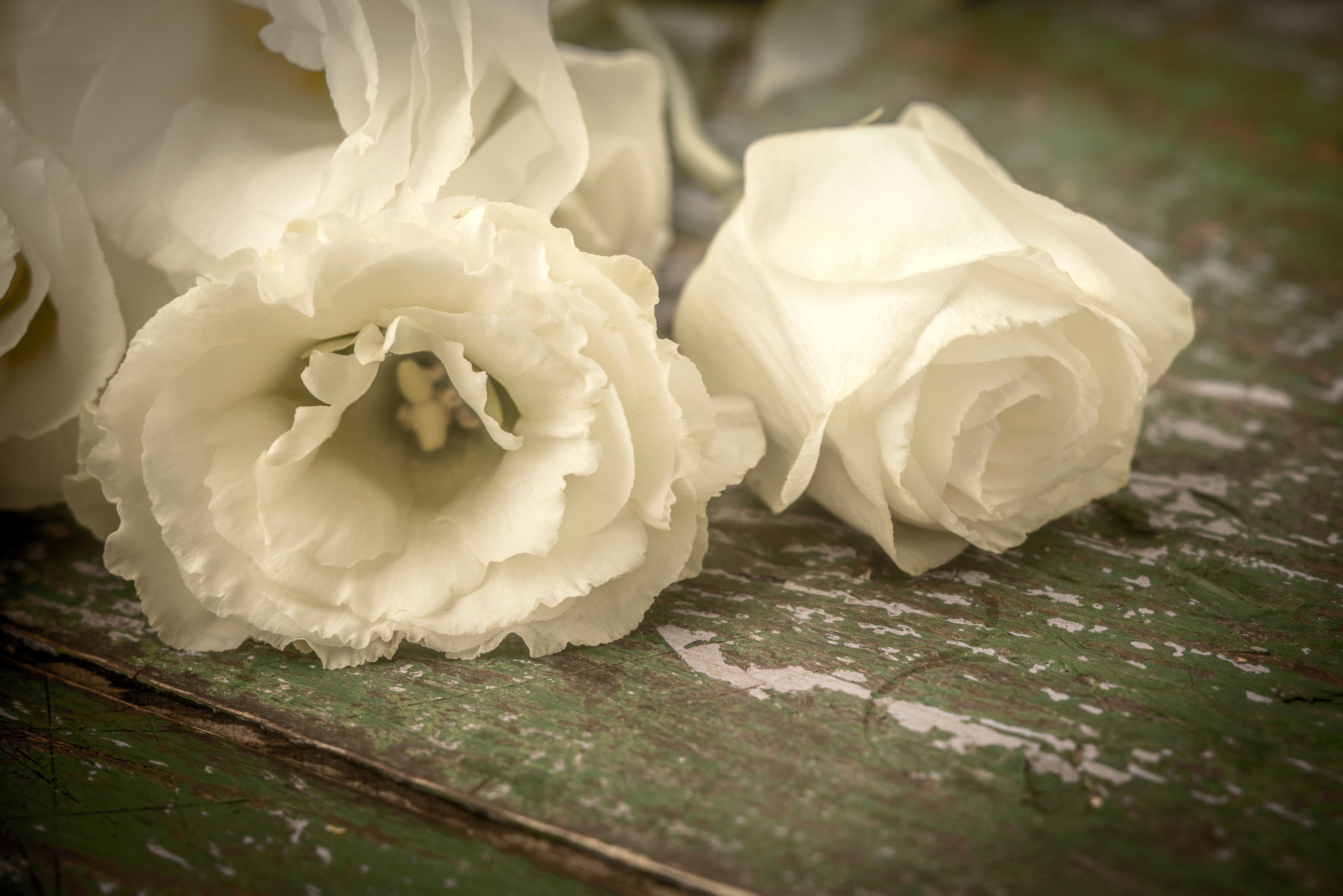 eranium, Closeup, Flowers Wallpaper