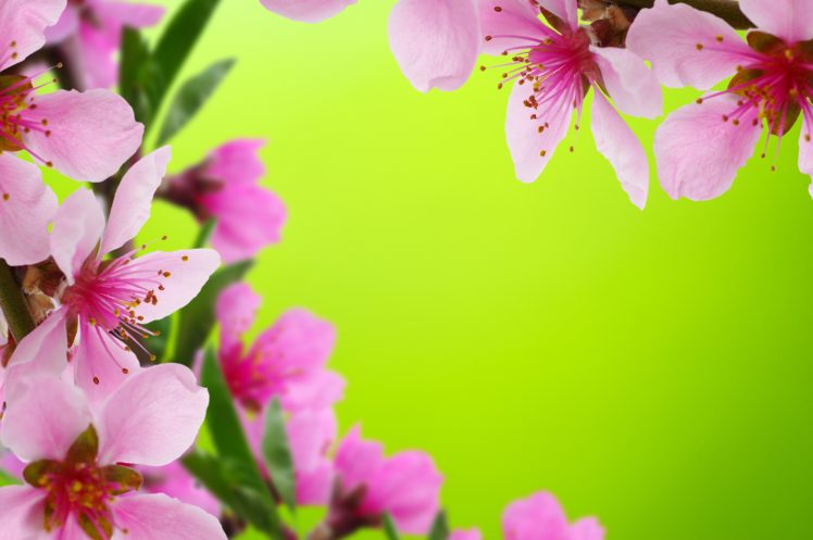 ahlias, Closeup, Pink, Color, Flower bud, Flowers HD Wallpaper Desktop Background