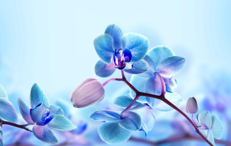 ahlias, Closeup, Pink, Color, Flower bud, Flowers HD Wallpaper Desktop Background
