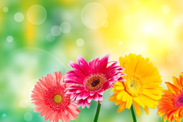 erberas, Closeup, Yellow, Flowers HD Wallpaper Desktop Background