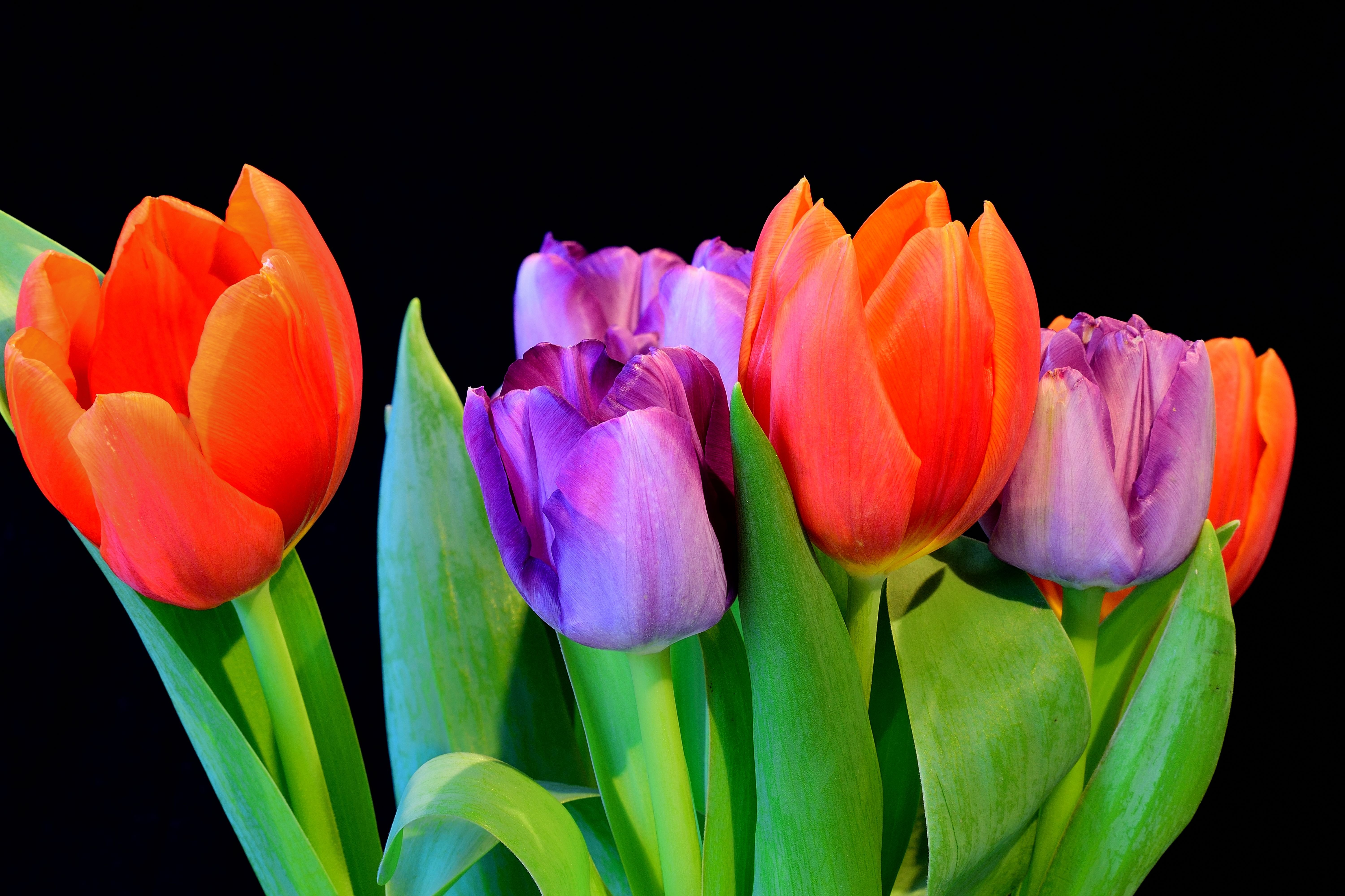 erberas, Closeup, Yellow, Flowers Wallpapers HD / Desktop and Mobile ...