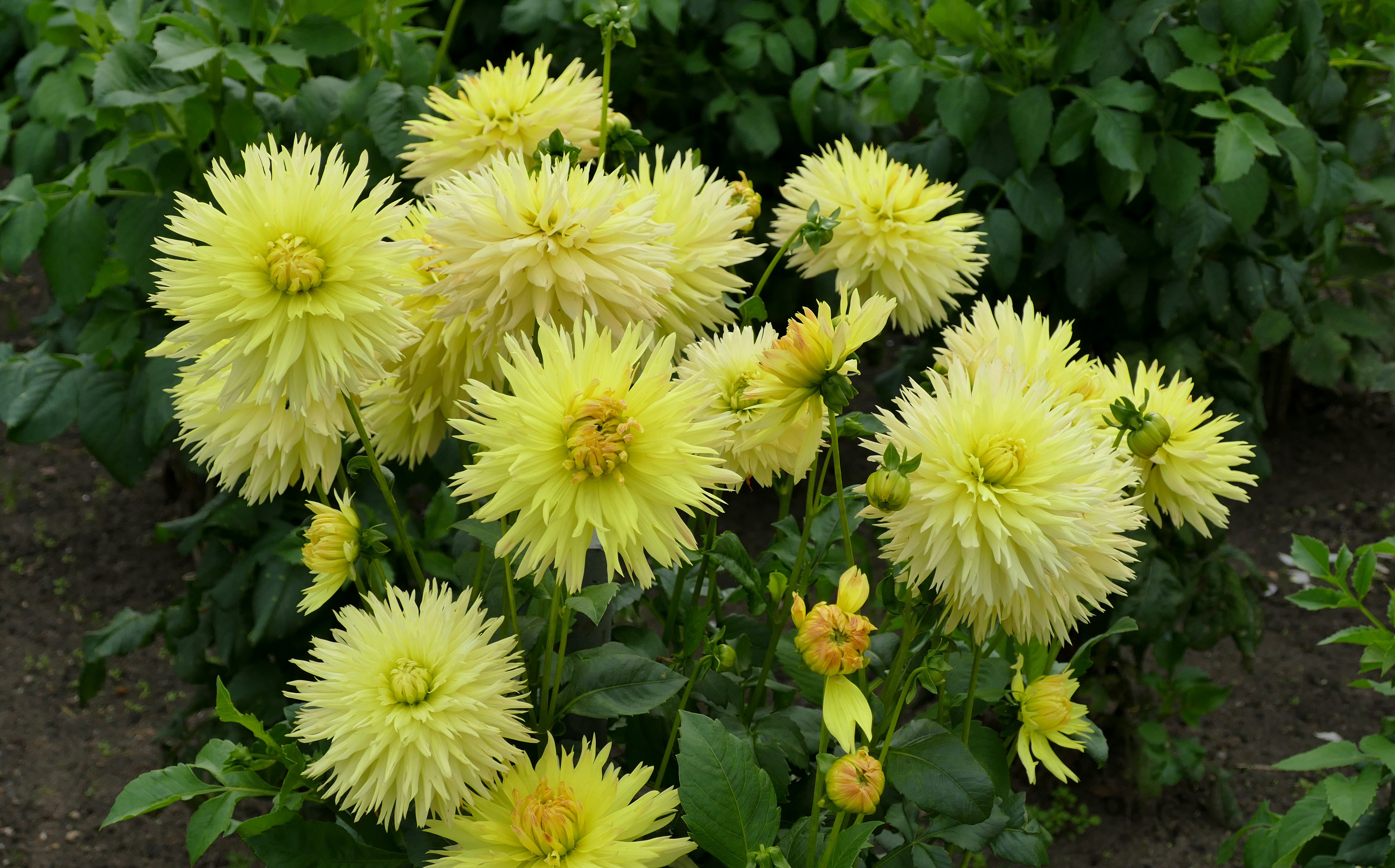 erberas, Closeup, Yellow, Flowers Wallpaper
