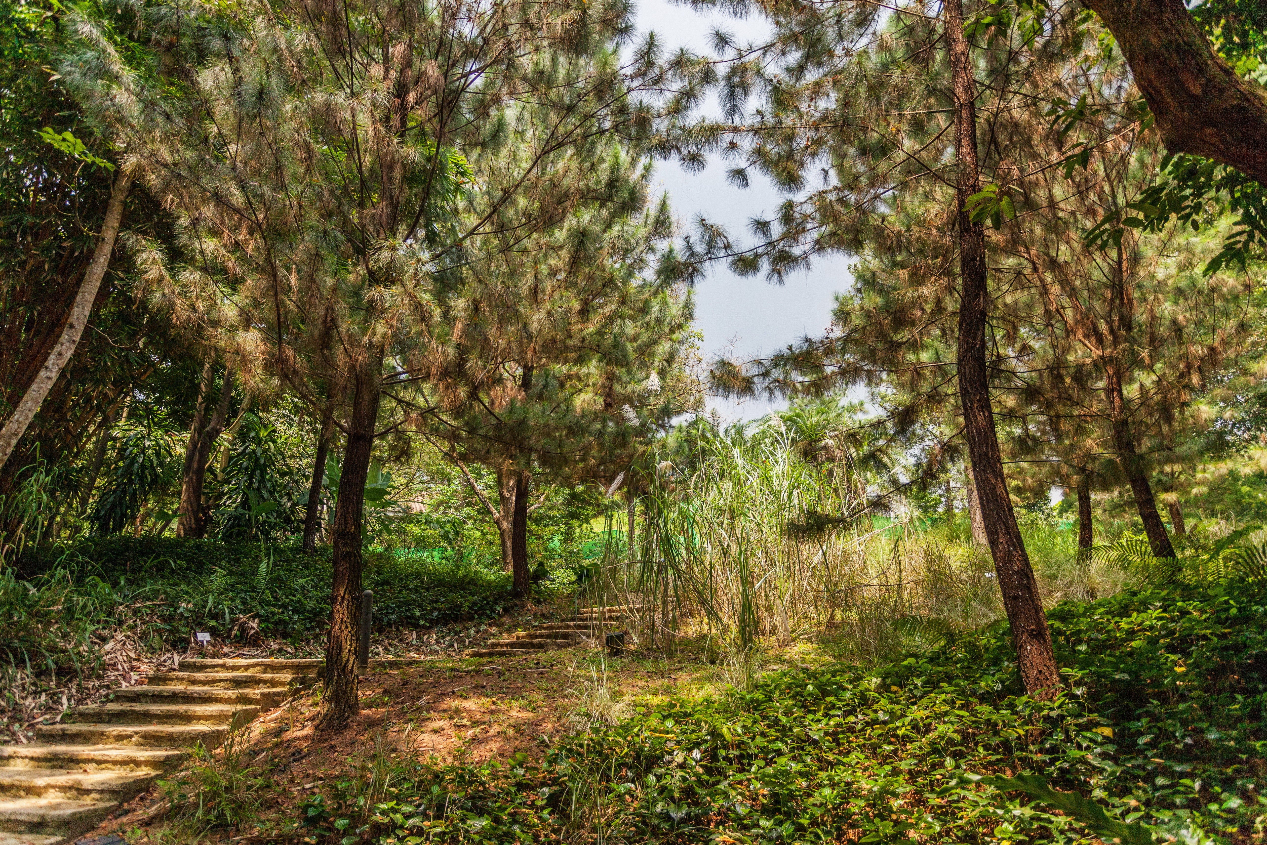 bosque, Arboles, Paisaje, Naturaleza Wallpaper