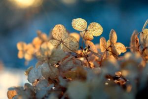 blur, Blurred, Background, Closeup, Filtering, Leaves, Light, Macro, Macrophotography, Nature, Photography, Plants, Sun, Sunlight, Sunshine, Through, Transparency, Yellow