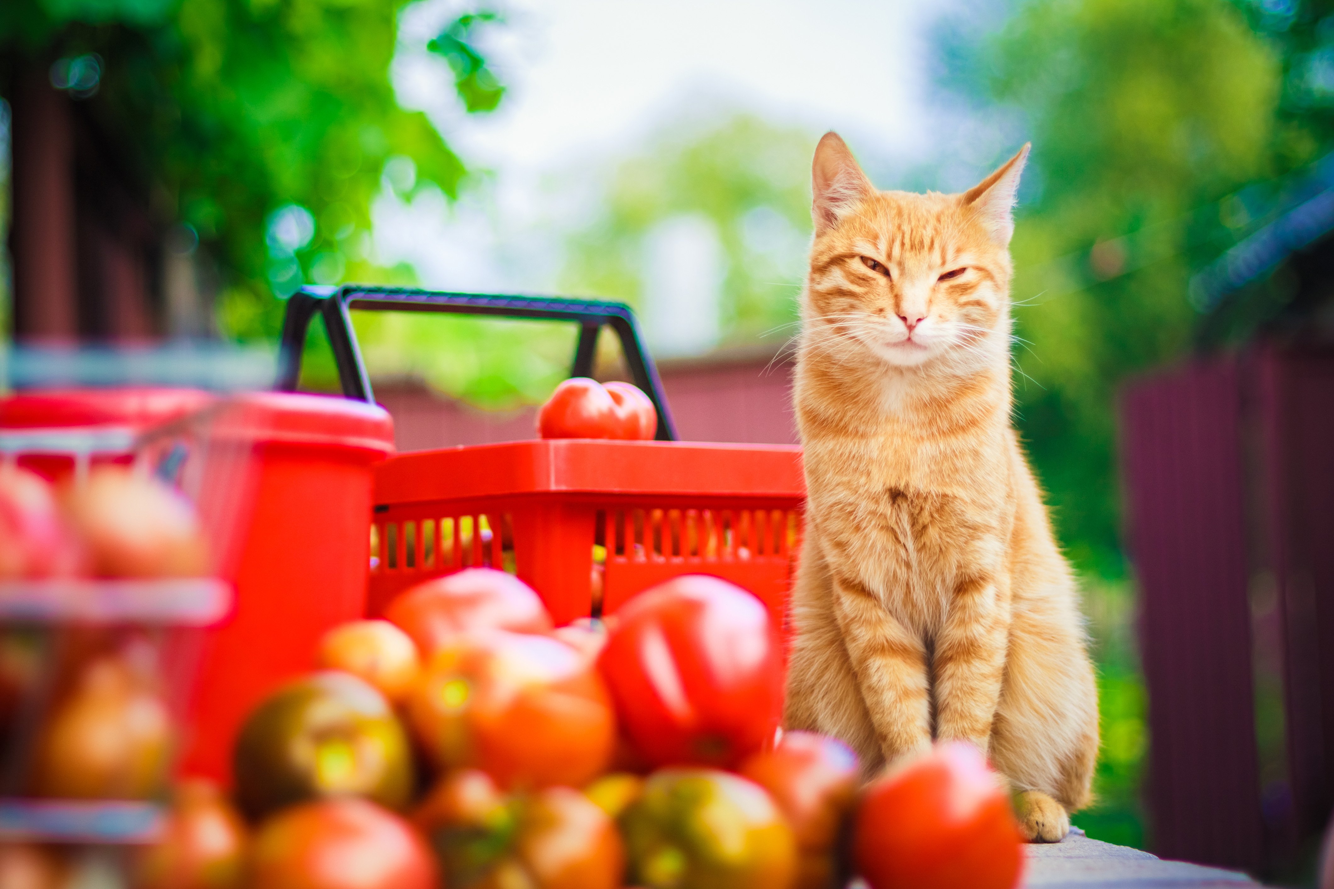 ats, Tomatoes, Ginger, Color, Animals Wallpaper