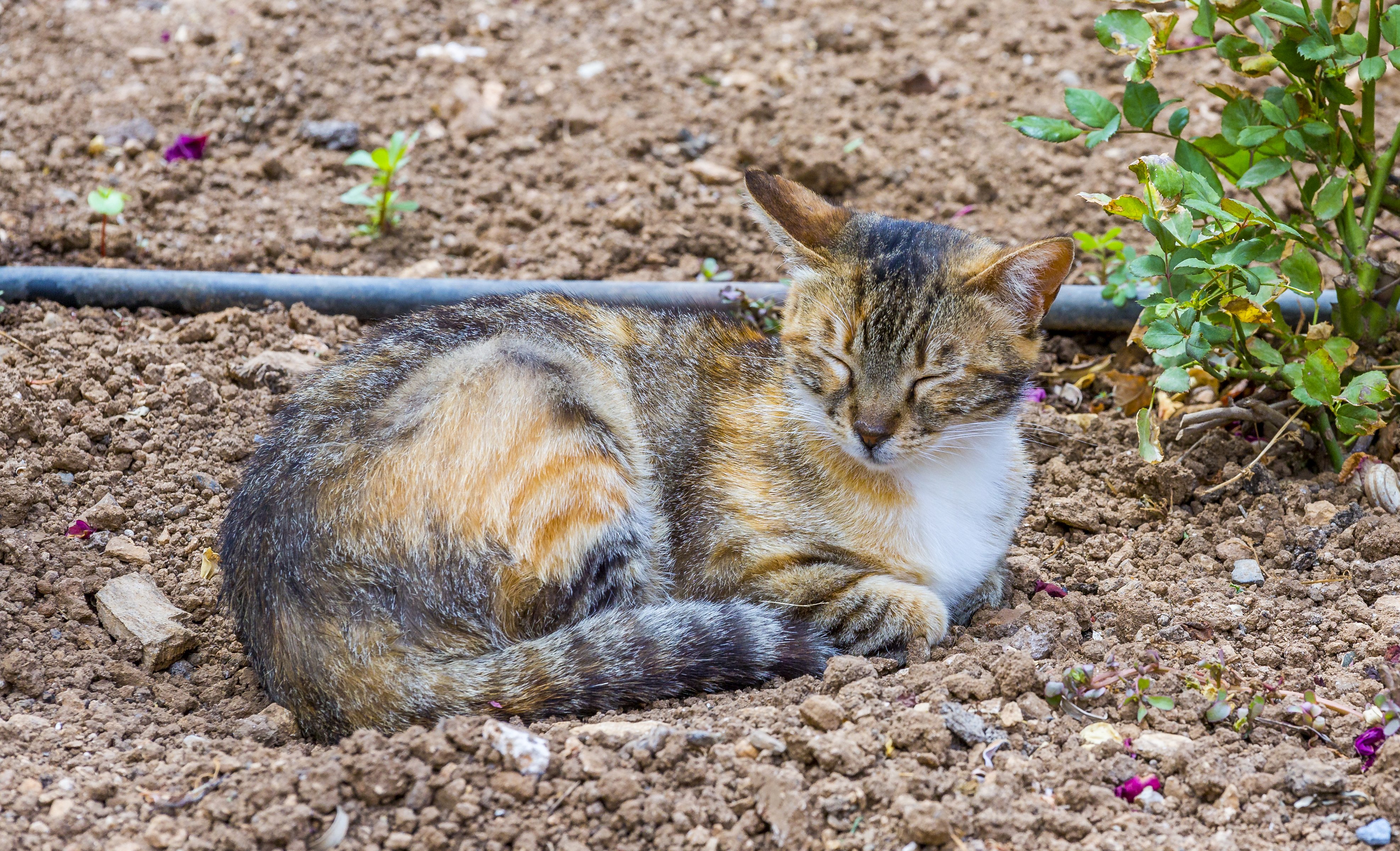 ats, Sleep, Animals Wallpaper