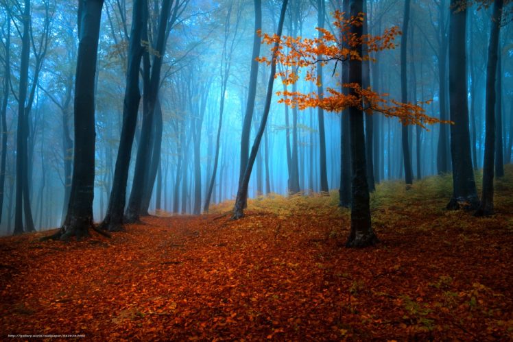 foggy, Misty, Autumn, Forest, Tree, Beauty, Natur HD Wallpaper Desktop Background