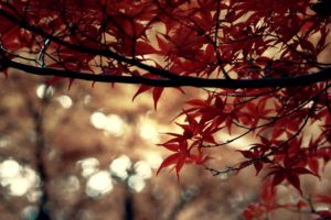 tree, Leaves, Red
