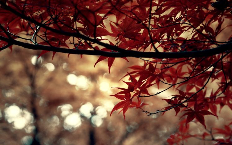tree, Leaves, Red HD Wallpaper Desktop Background