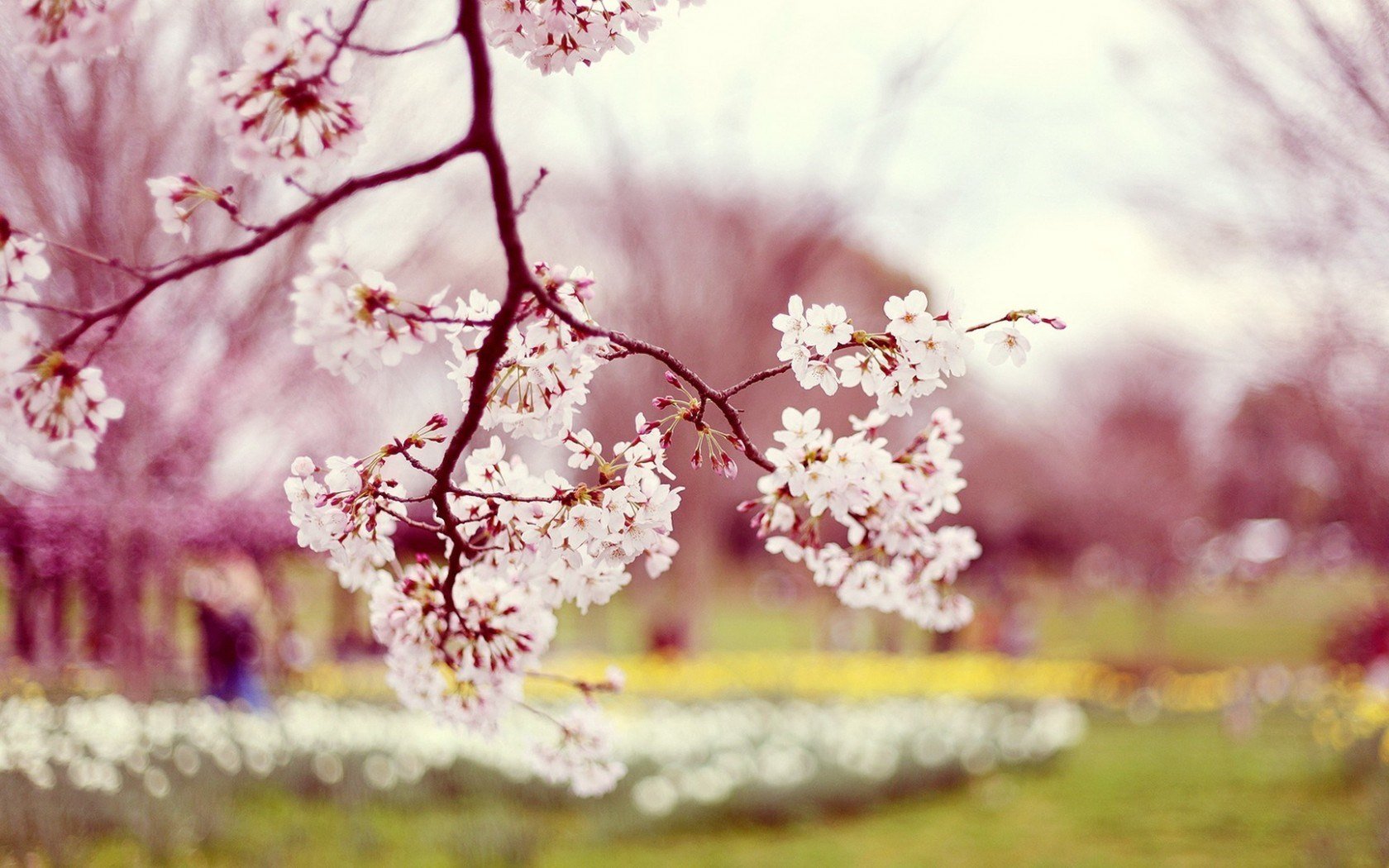 Beautiful Beauty Bloom Blossoms Trees Blur Bokeh Branch Buds