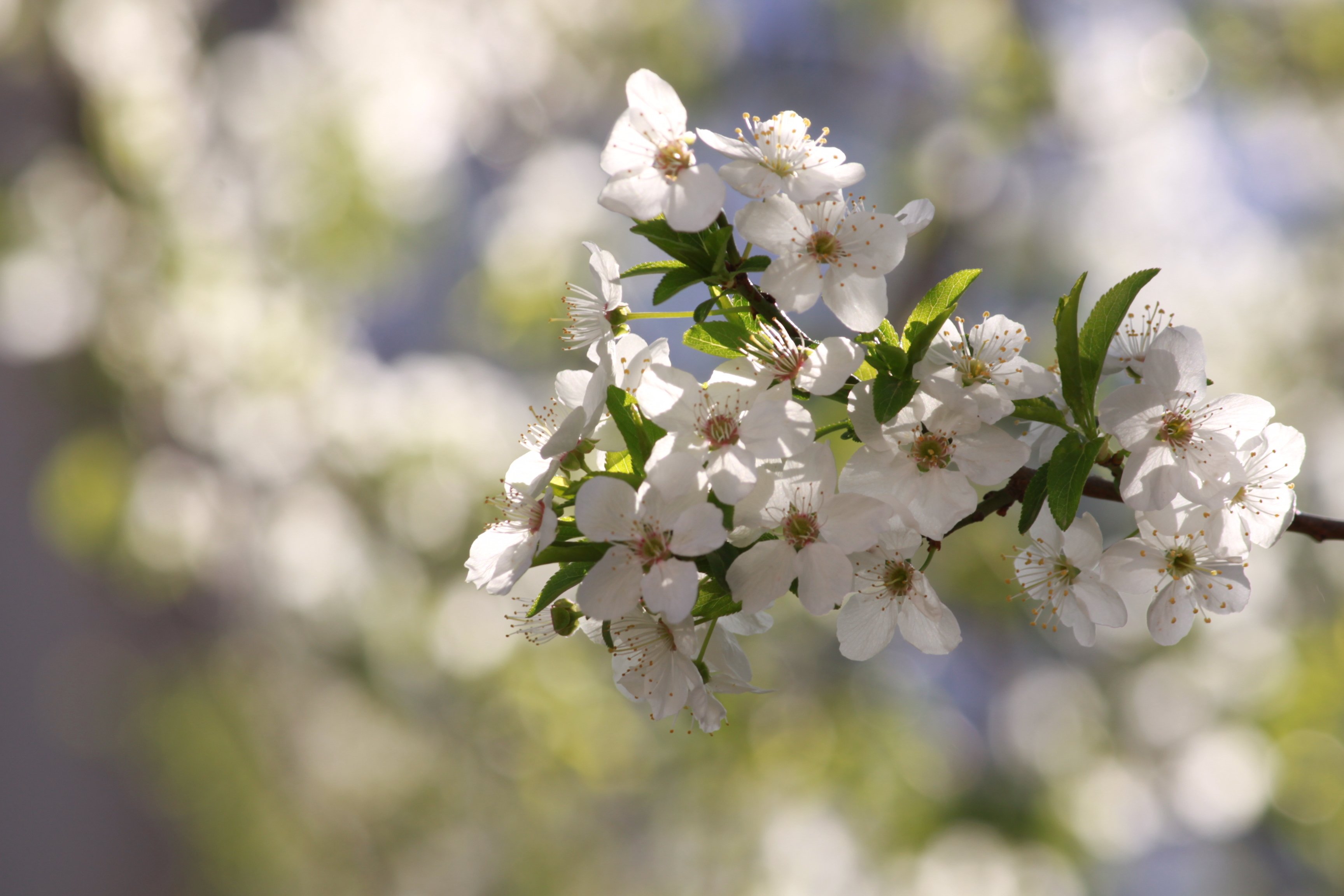 beautiful, Beauty, Blossoms, Trees, Bokeh, Buds, Cherries, Blossoms