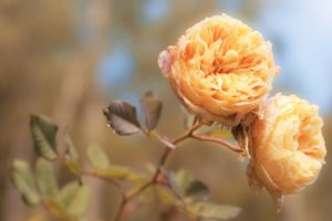 blur, Branch, Color, Flower, Flowering, Flowers, Garden, Leaves, Morning, Nature, Petals, Photo, Plant, Rose, Roses, Vintage, Yellow