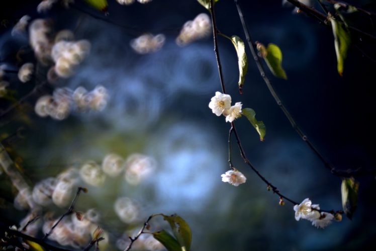 blur, Branch, Cherry, Blossom, Green, Hd, Leaf, Leaves, Nature, Photo, Picture, Spring, Wallpaper, White, Flower HD Wallpaper Desktop Background