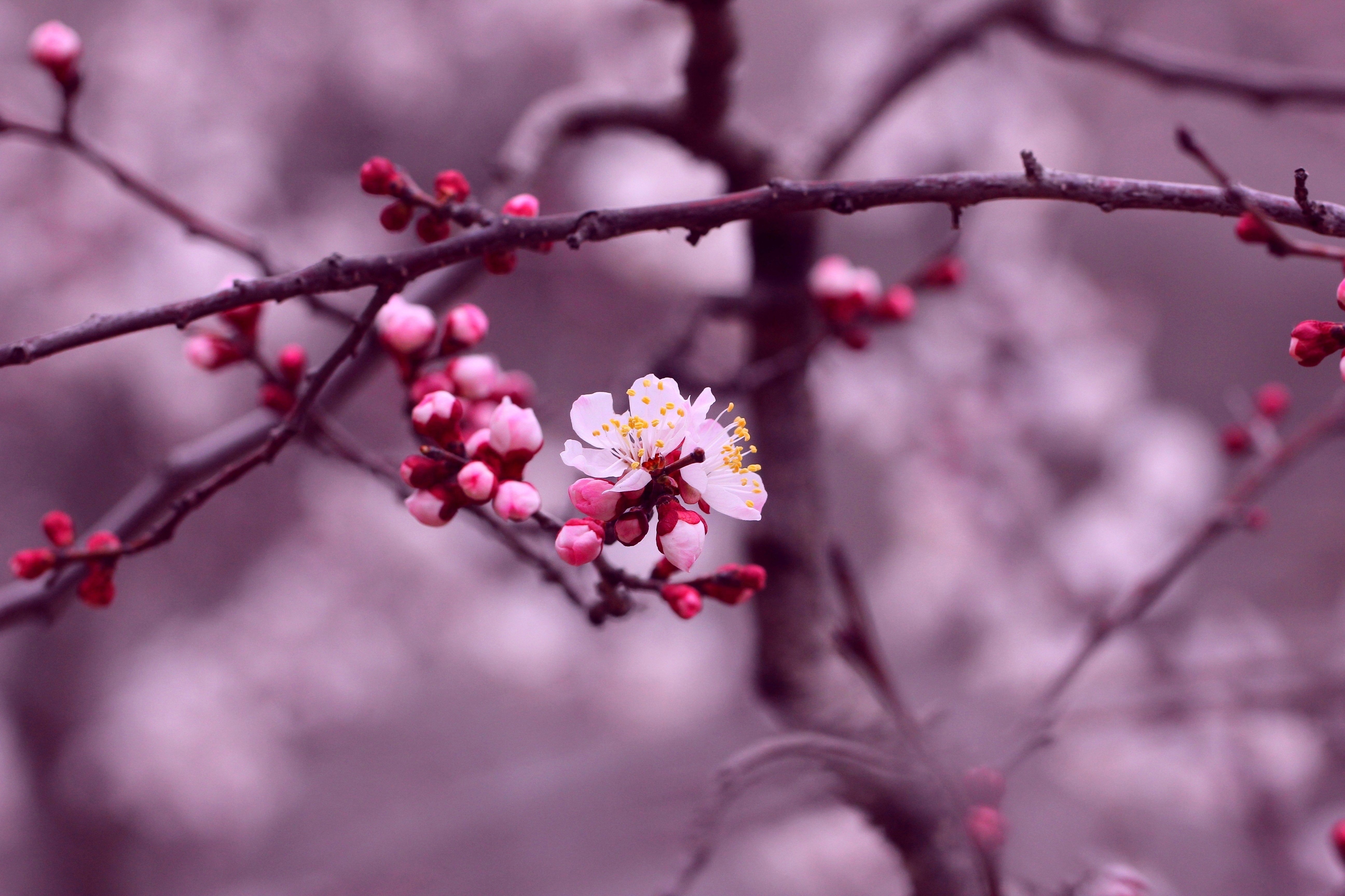background, Beauty, Bloom, Blur, Branch, Bud, Buds, Cherry, Blossom ...
