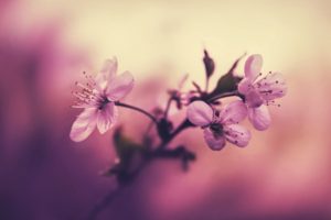 beauty, Bloom, Branch, Cherry, Cherry, Blossom, Cherry, Blossoms, Flowers, Focus, Fower, Japan, Leaves, Macro, March, Nature, Petals, Photography, Picture, Pink, Pink, Background, Spring
