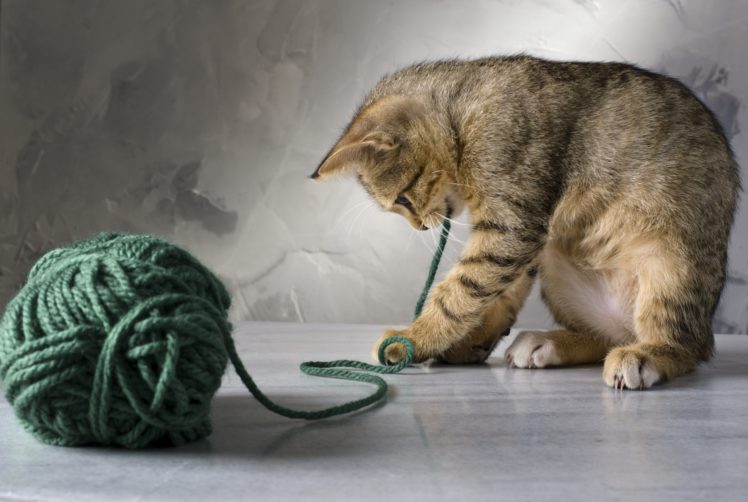 ball, Cat, Cute, Green, Photo, Playing, Sewing, Striped HD Wallpaper Desktop Background