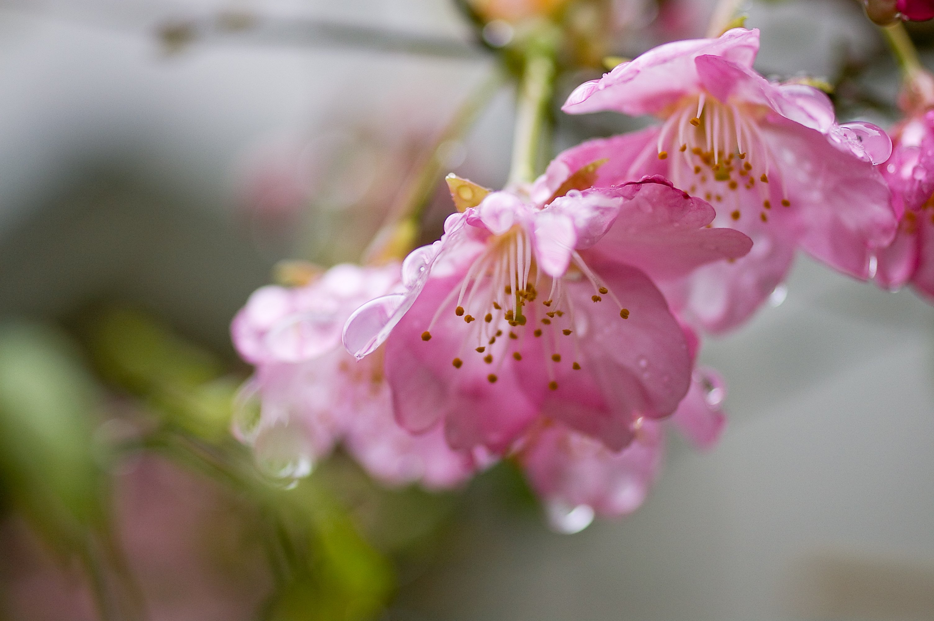 beauty, Cherry, Blossom, Drops, Flowers, Focus, Leaves, Morning, Nature, Petal, Petals, Pink, Rain, Sakura, Spring, Sun, Sun, Light, Water Wallpaper