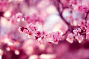 bokeh, Cherry, Flowers, Macro, Hd, Wallpaper, Photo, Pink, Sakura, Spring