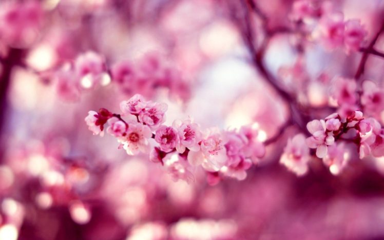 bokeh, Cherry, Flowers, Macro, Hd, Wallpaper, Photo, Pink, Sakura, Spring HD Wallpaper Desktop Background