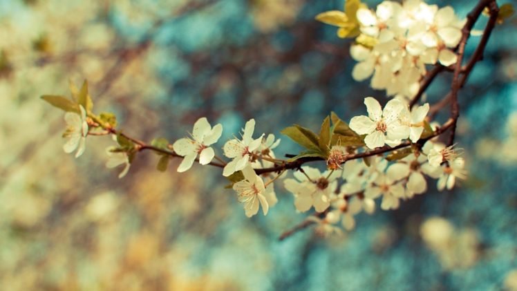 bokeh, Cherry, Focus, Leaves, Nature, Spring, Tree, White HD Wallpaper Desktop Background