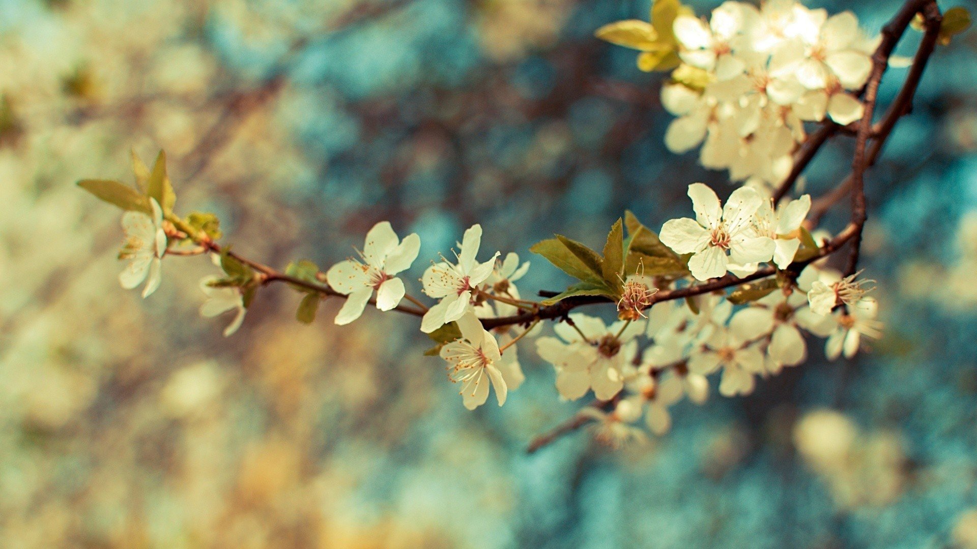 bokeh, Cherry, Focus, Leaves, Nature, Spring, Tree, White Wallpaper