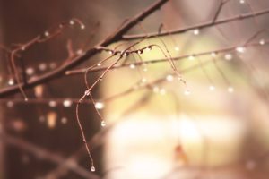 branches, Close up, Dawn, Dew, Drops, Macro, Morning, Nature, Photos, Pure, Sunshine, Winter