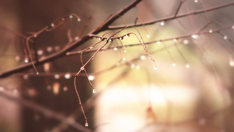 branches, Close up, Dawn, Dew, Drops, Macro, Morning, Nature, Photos, Pure, Sunshine, Winter HD Wallpaper Desktop Background