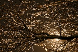 branches, City, City, Street, Night, Dry, Leafless, Light, Nature, Night, Old, Street, Street, Light, Texture, Tree, Winter