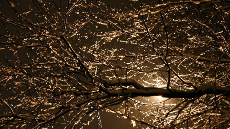 branches, City, City, Street, Night, Dry, Leafless, Light, Nature, Night, Old, Street, Street, Light, Texture, Tree, Winter HD Wallpaper Desktop Background